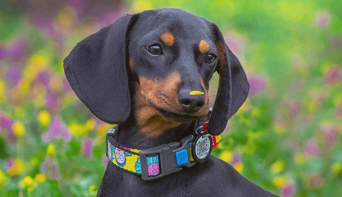 Top 5 Hilarious Dachshund Personality Traits