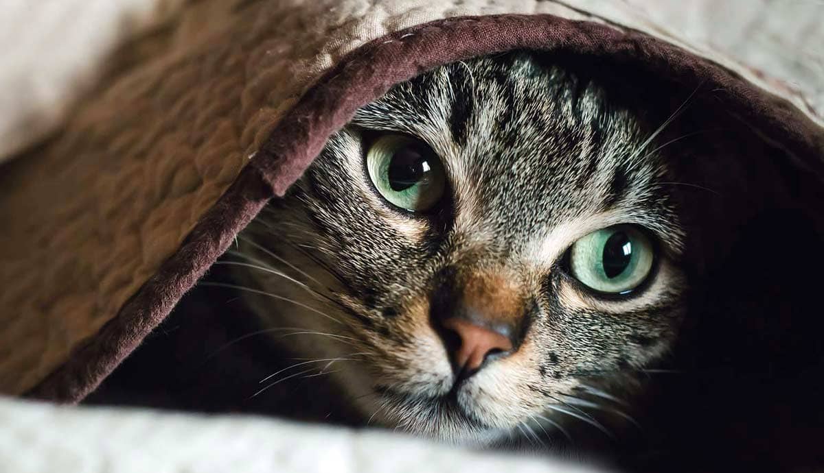 What Causes Anxiety in Cats?