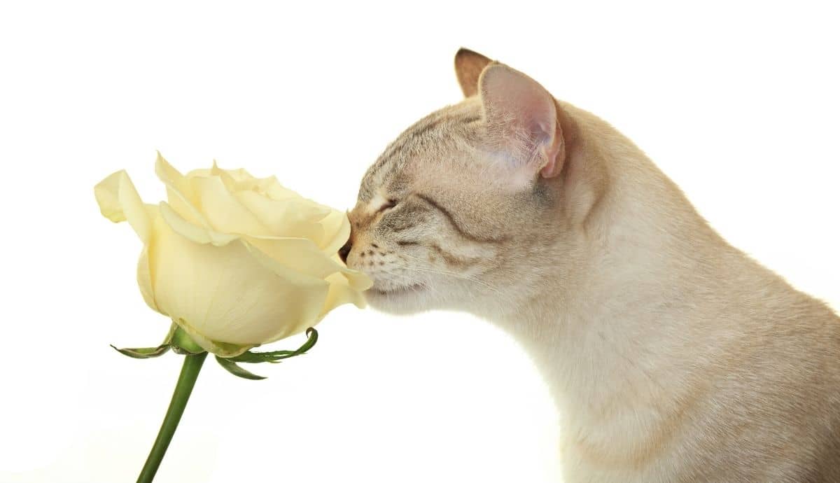 Are Roses and Tulips Toxic to Cats?