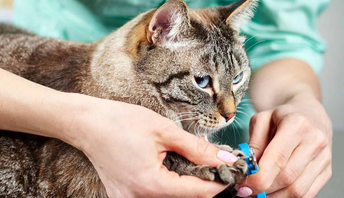 5 Alternatives to Declawing Your Cat