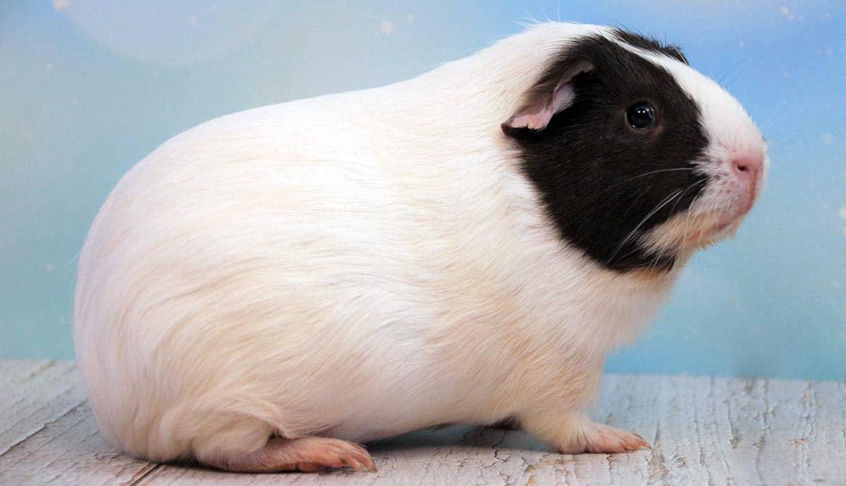 The American Guinea Pig: A Popular Breed