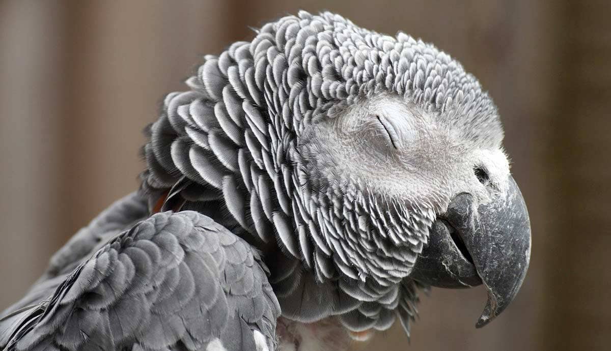 Are African Grey Parrots Endangered?