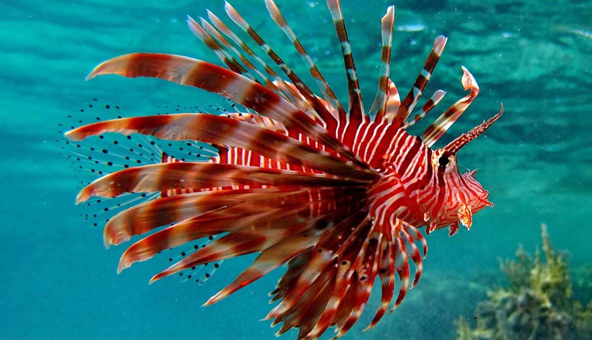 Are Lionfish the Deadliest Pet Fish?