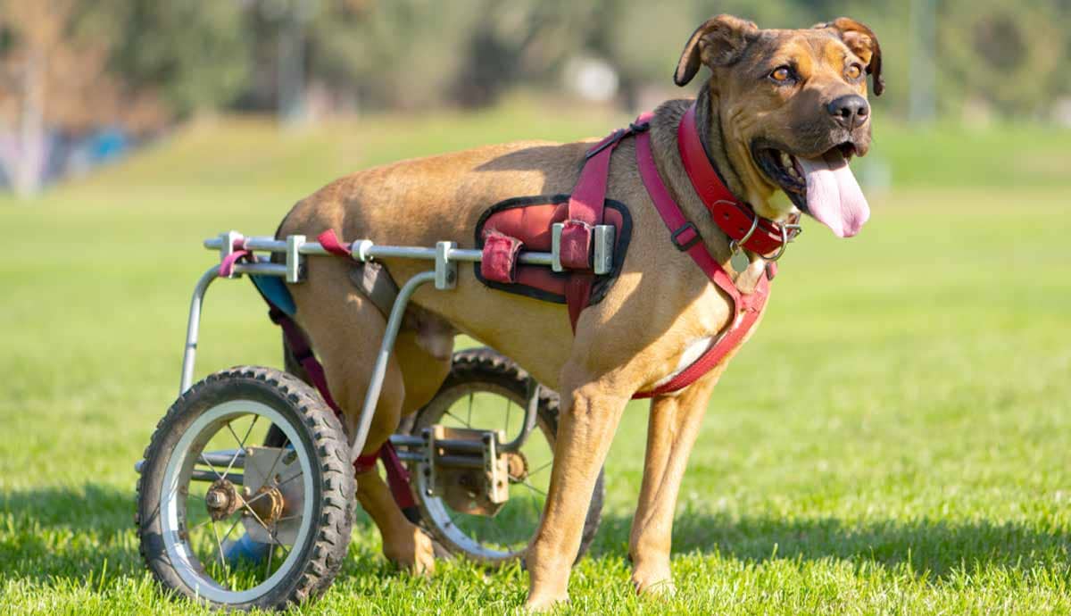 5 Best Activities for Paralyzed Dogs