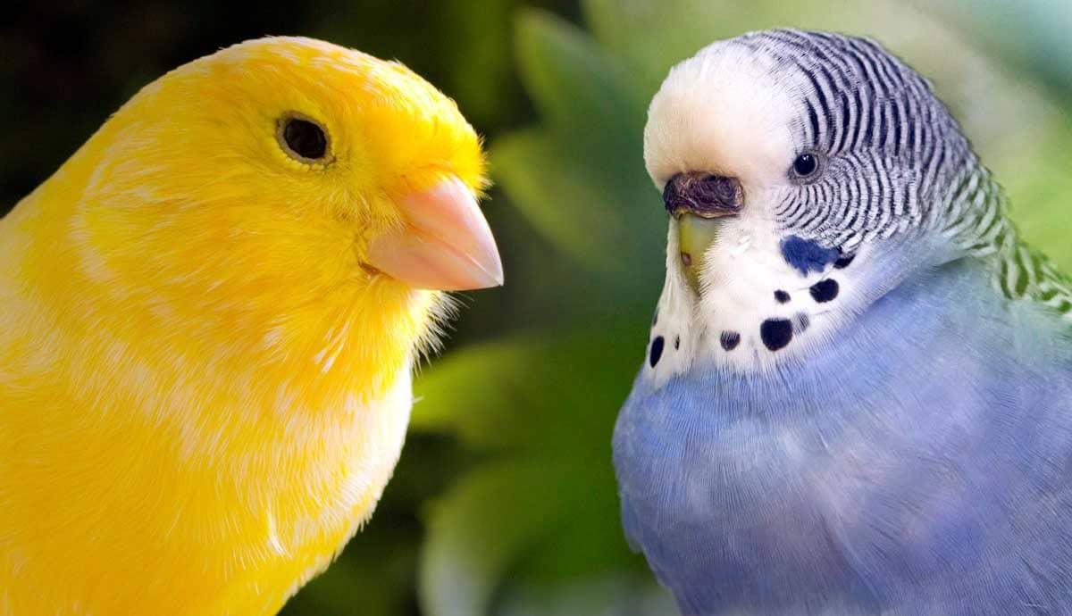 5 Best Birds for Apartment Life