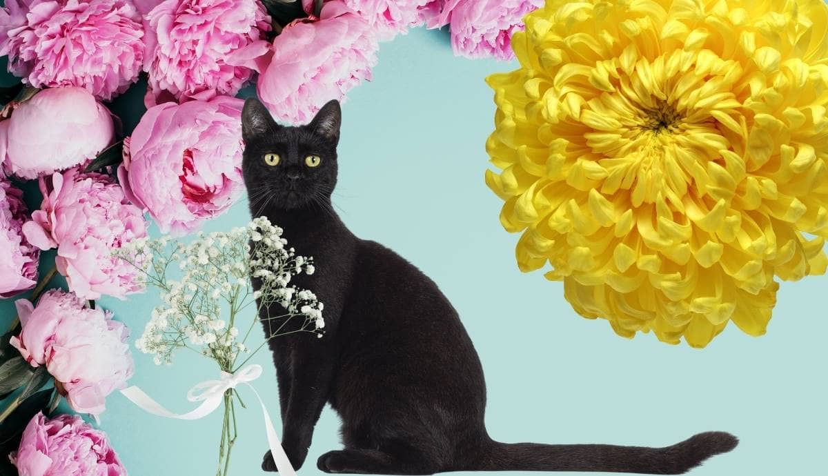 Are Peonies, Mums, and Baby’s Breath Toxic to Cats?