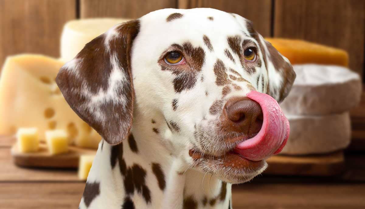 Can Dogs Eat Cheese?