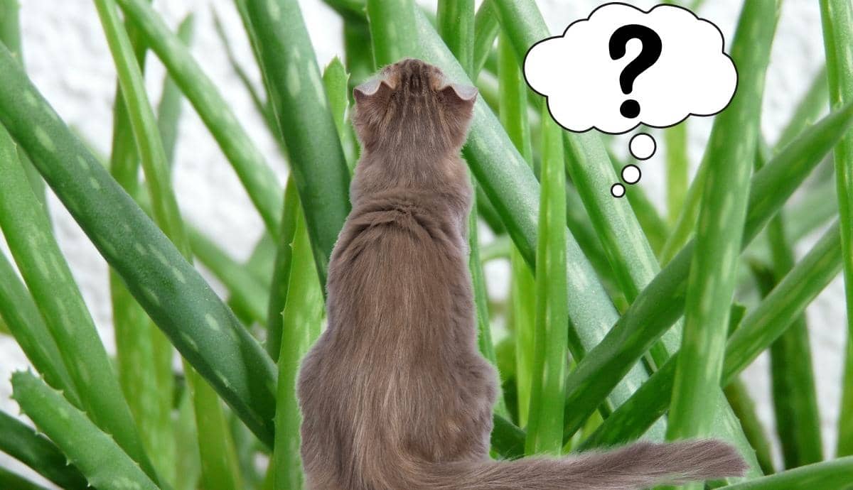 Are Succulents Like Aloe and Bamboo Toxic to Cats?