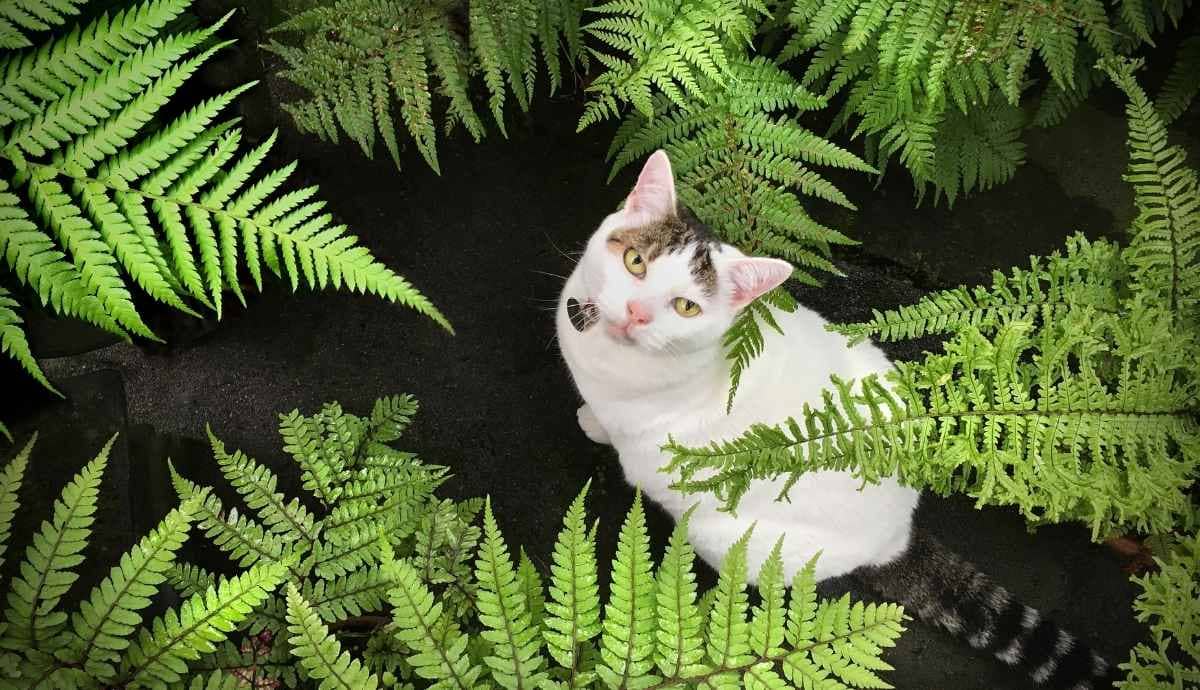 Are Ferns Toxic to Cats? What’s Safe and What Isn’t