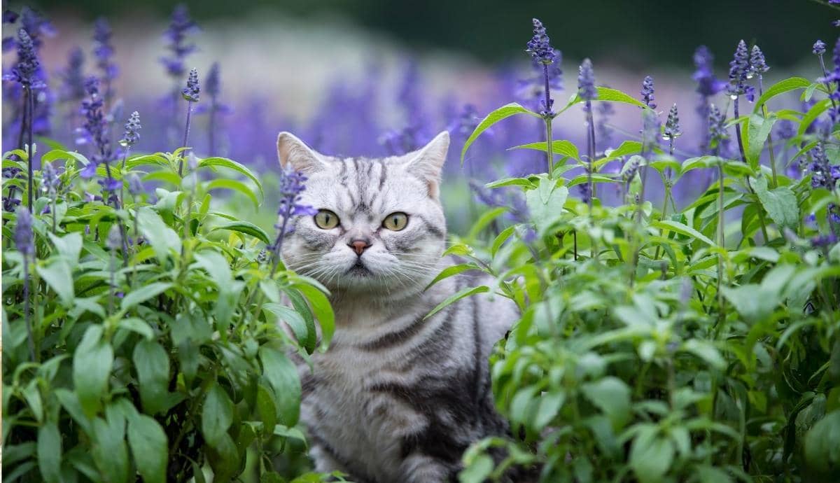 Are Herbs and Spices Like Mint, Cinnamon, and Lavender Toxic to Cats?