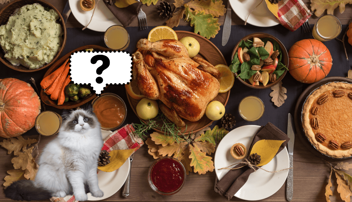 Can Cats Enjoy Thanksgiving Dinner, Too? What’s Safe and What to Avoid