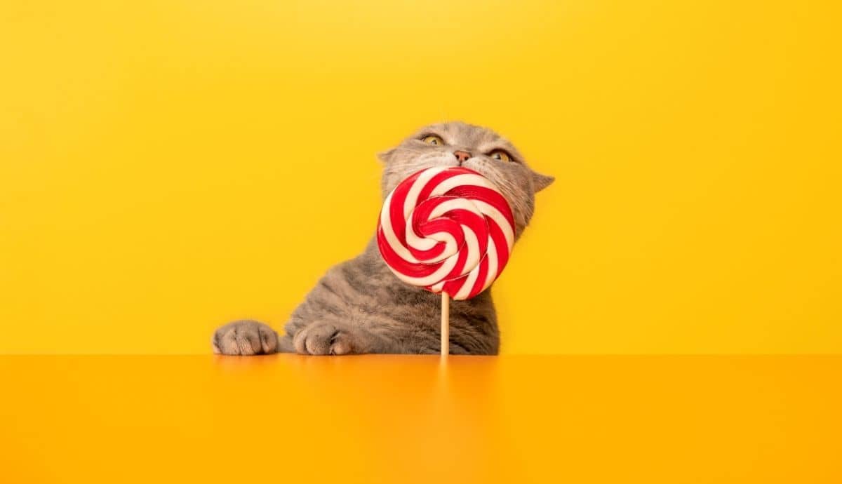 Can Cats Have Sweets and Treats? What’s Safe and What Isn’t