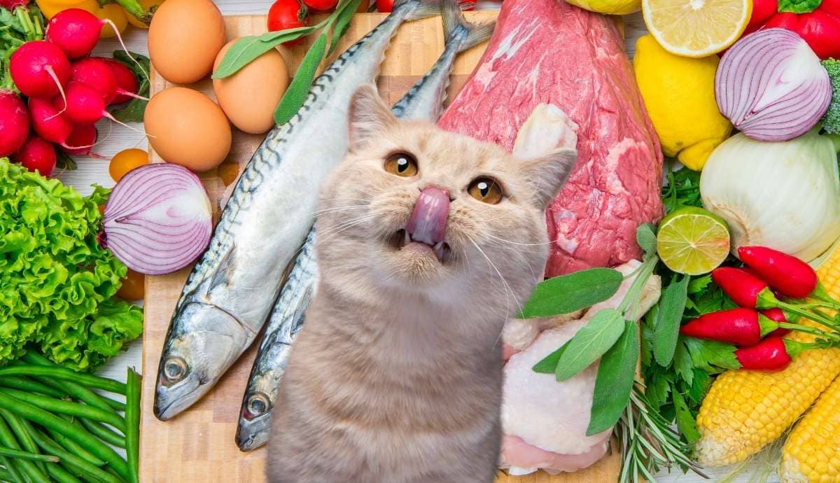 Can Cats Eat Meat and Seafood? Safe Proteins for Cats