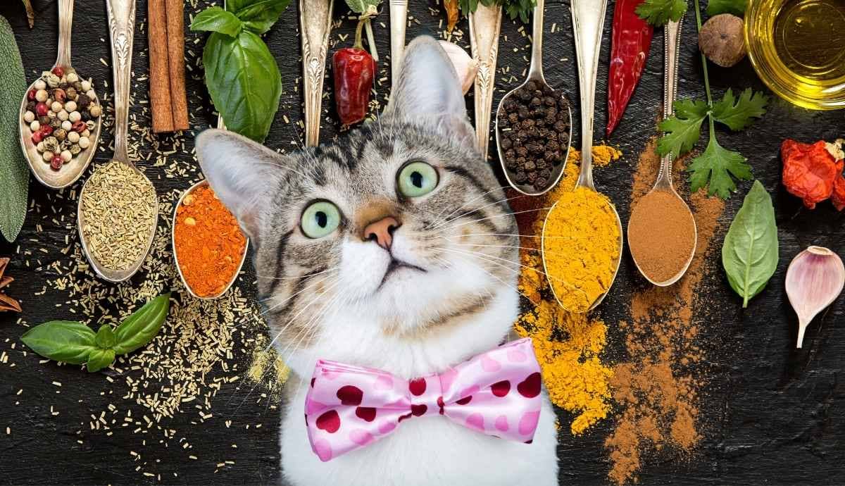 Can Cats Have Herbs and Spices? What to Avoid