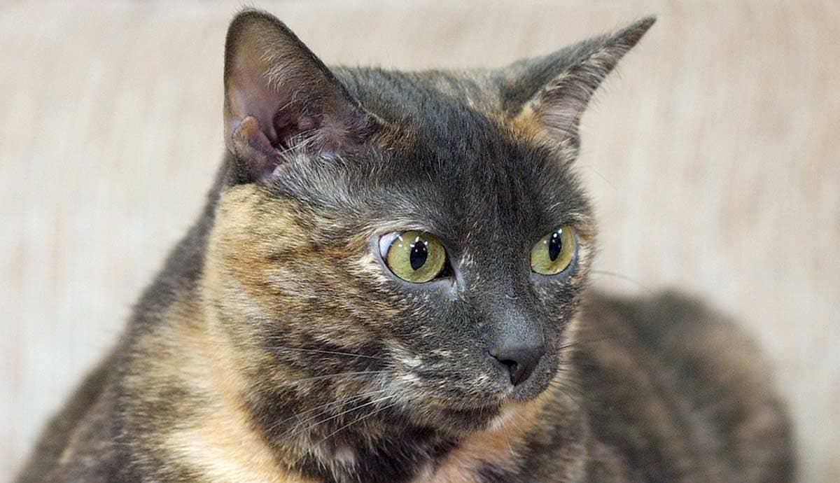 Dilute Tortoiseshell Cat: A Striking Mix of Colors