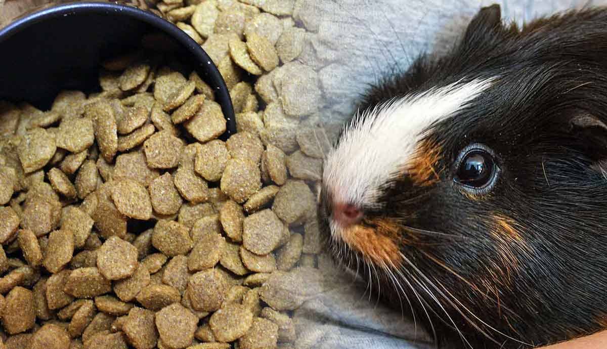 Can Dog Food Hurt Guinea Pigs?