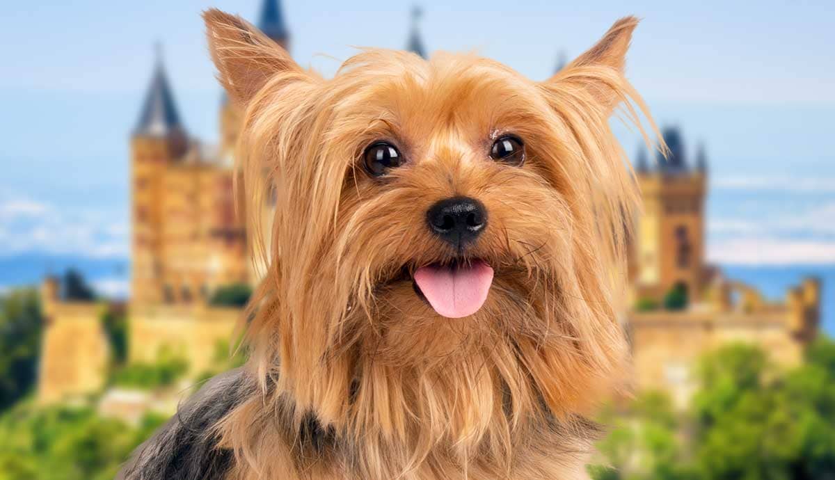 7 Facts About the Biewer Terrier: A Newer German Breed