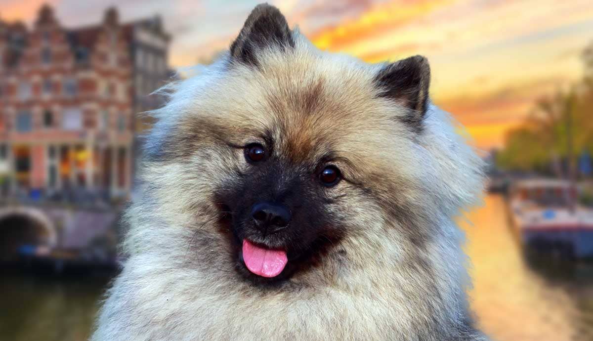 10 Facts About the Keeshond: The Netherlands’ Fluffy Dog