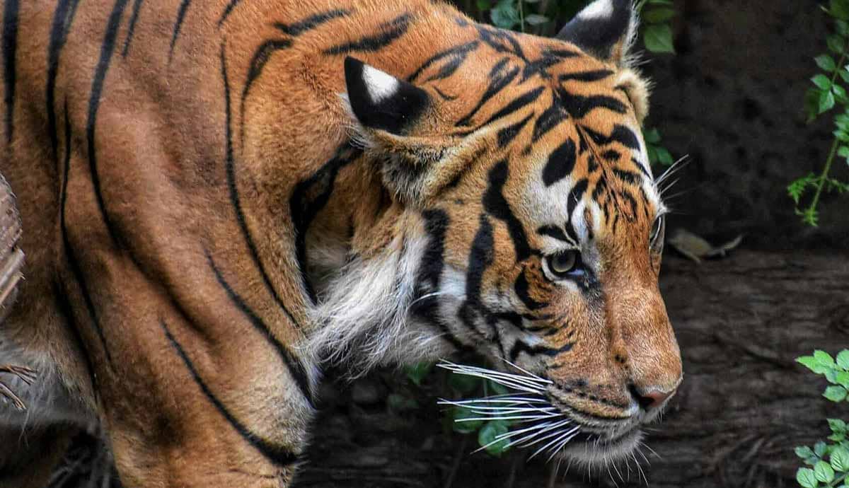 10 Fun and Interesting Facts About Tigers