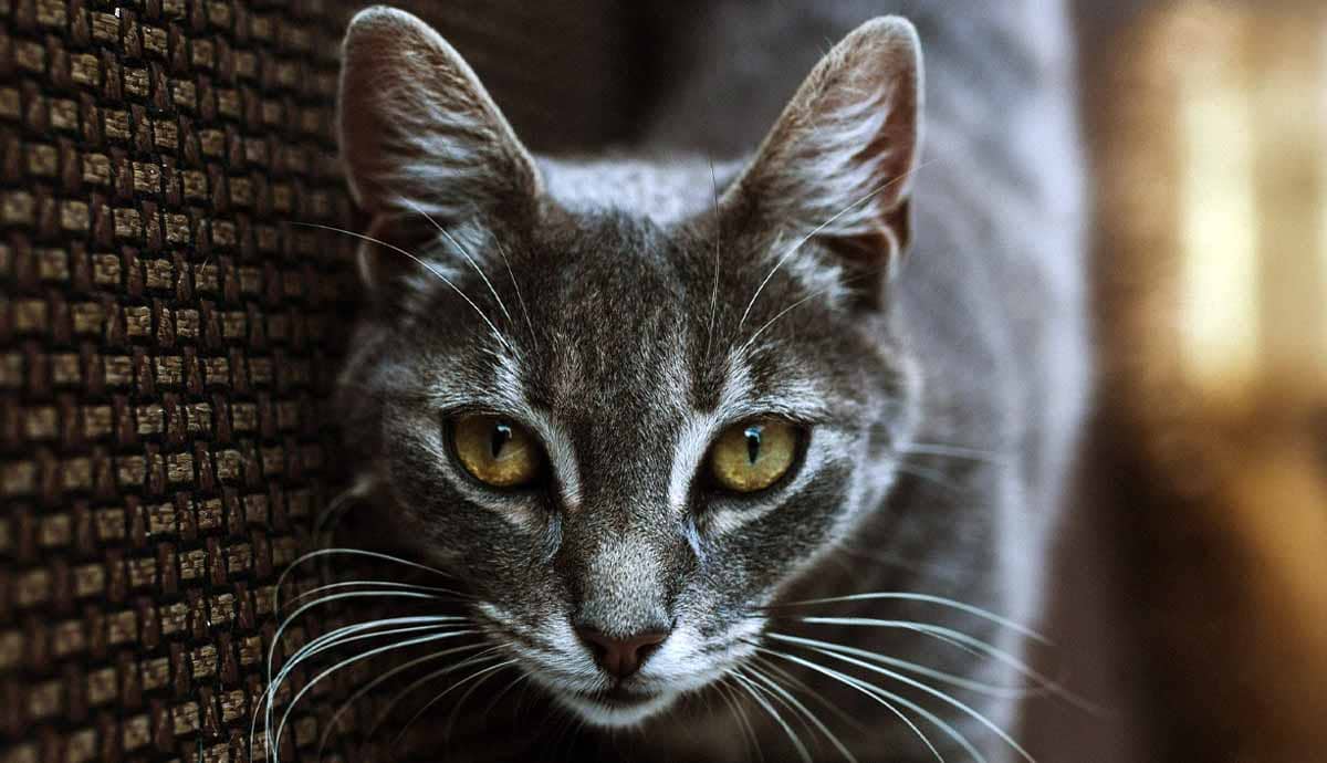 Grey Tabby Cats: A Comprehensive Guide