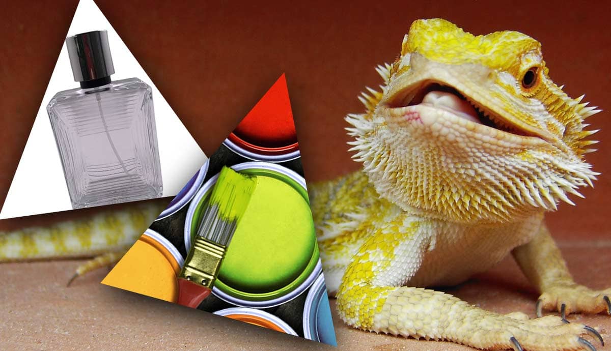 6 Household Hazards for Pet Reptiles