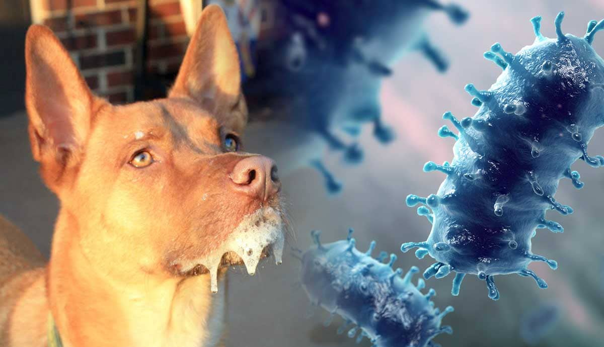 How Dangerous is Rabies Really?