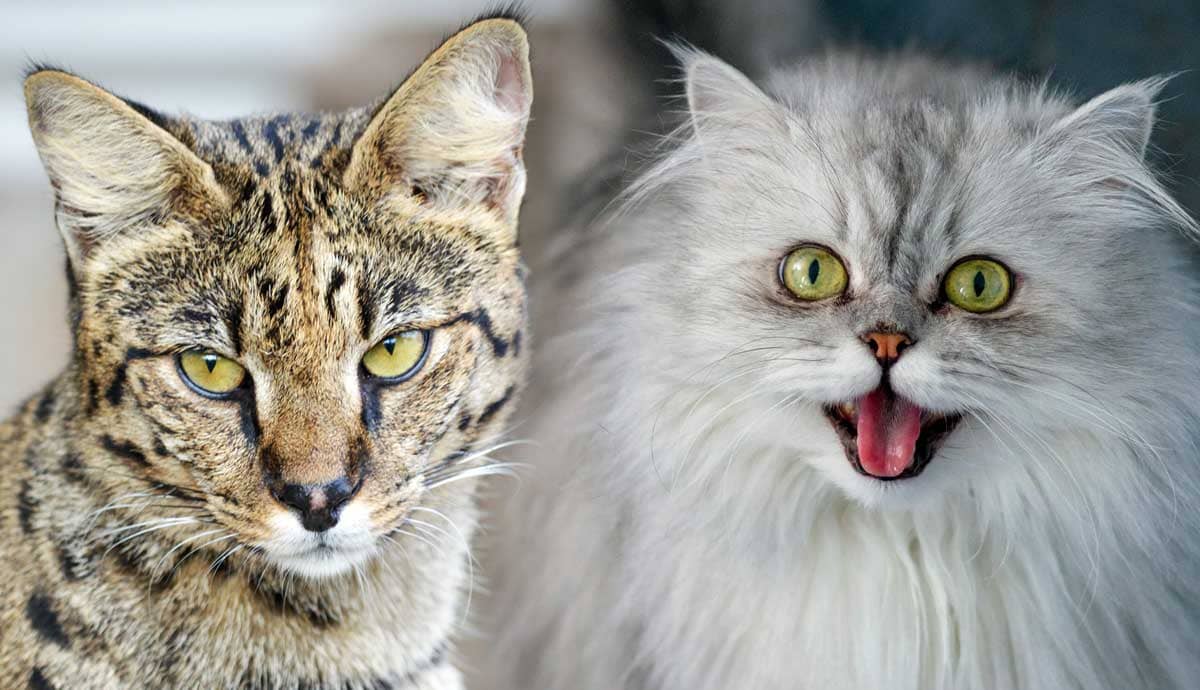 5 Most Expensive Cat Breeds