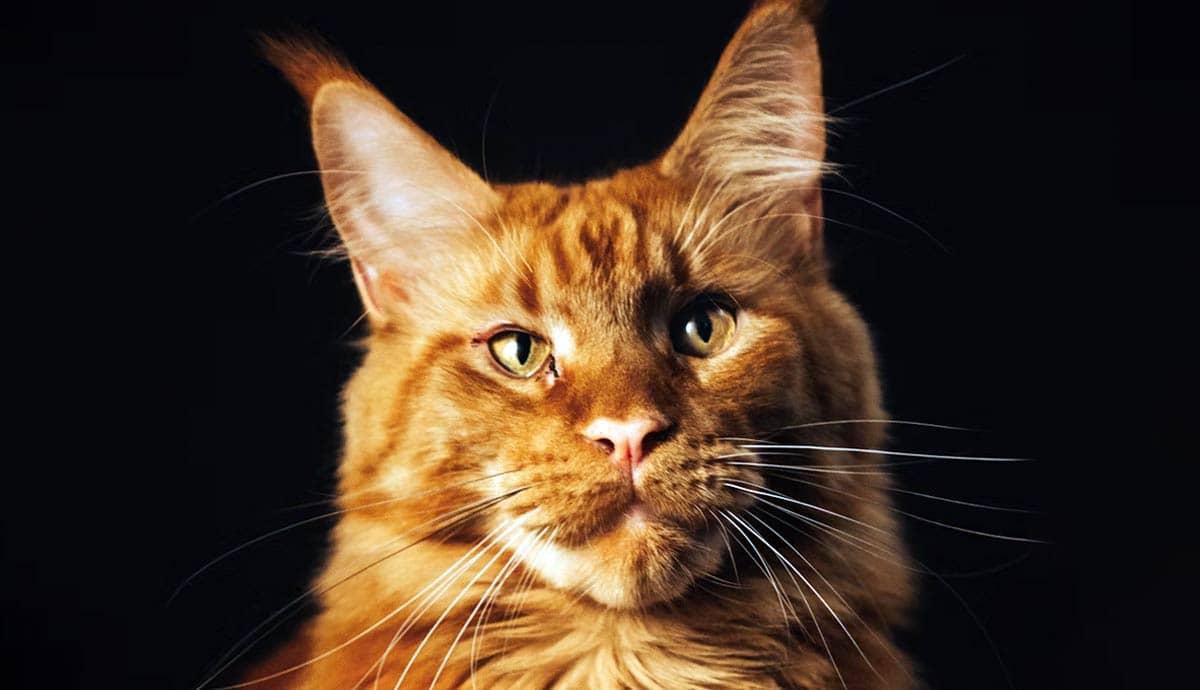 Orange Maine Coon: The Gentle Giant with a Fiery Coat