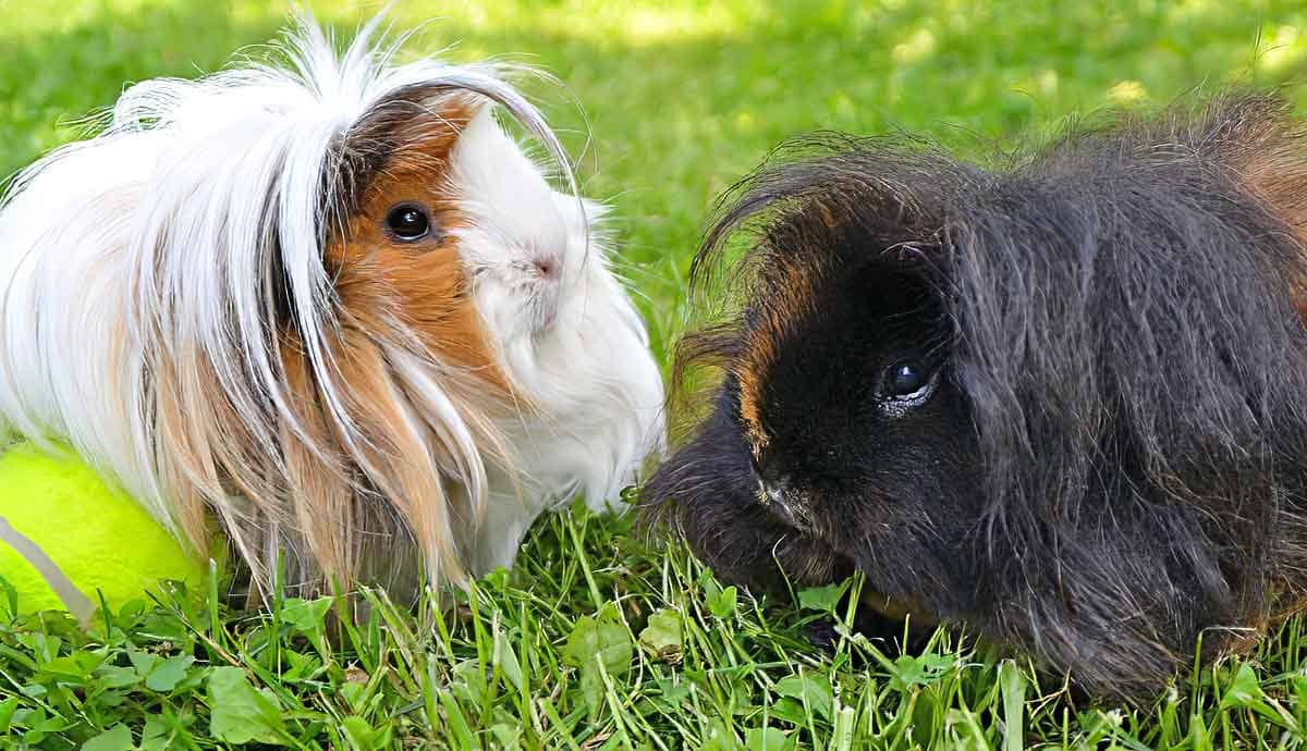 Peruvian Guinea Pigs: Care and Characteristics