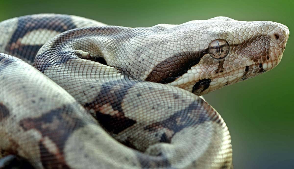 Pros and Cons of Keeping a Boa Constrictor