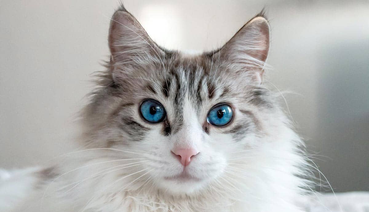 Ragdoll Kittens: What to Know Before You Adopt