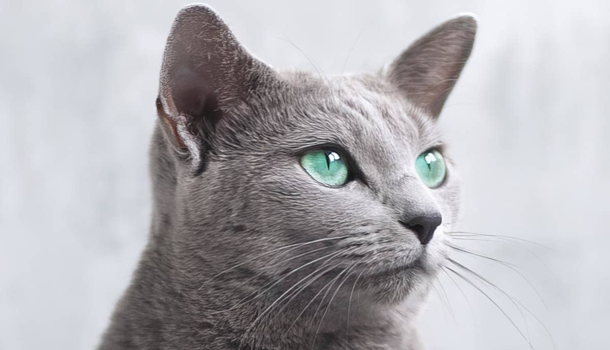 Russian Blue Kitten: The Elegant and Quiet Companion