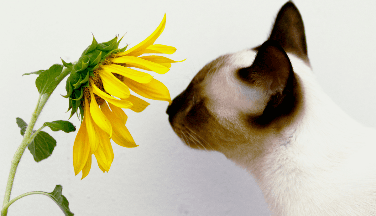 Are Daisies, Sunflowers, and Carnations Dangerous for Cats?