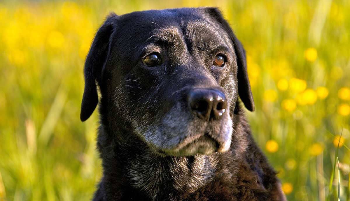 What is Black Dog Syndrome?