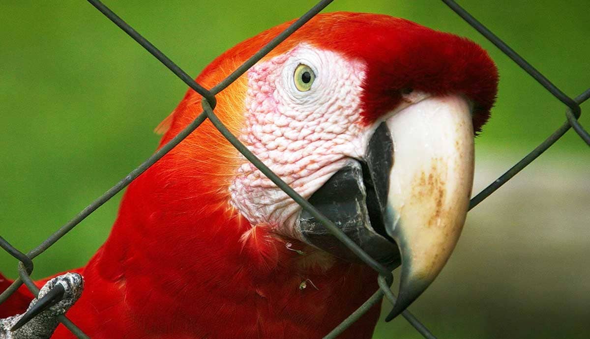 Where Can You Rehome a Parrot?