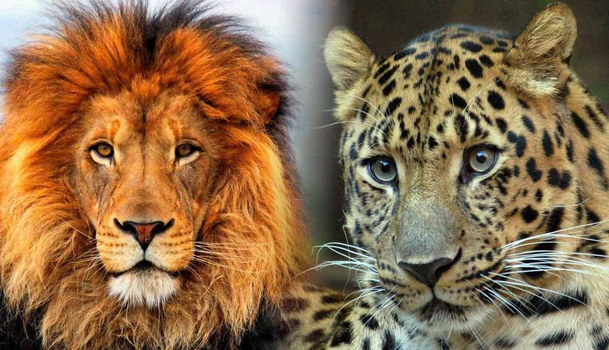 Why Can’t Big Cats Purr?