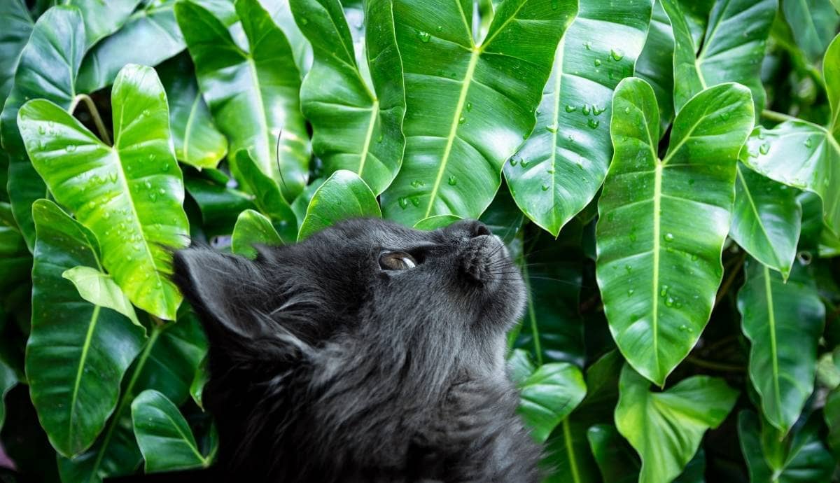 Are Peace Lilies and Philodendrons Dangerous to Cats?