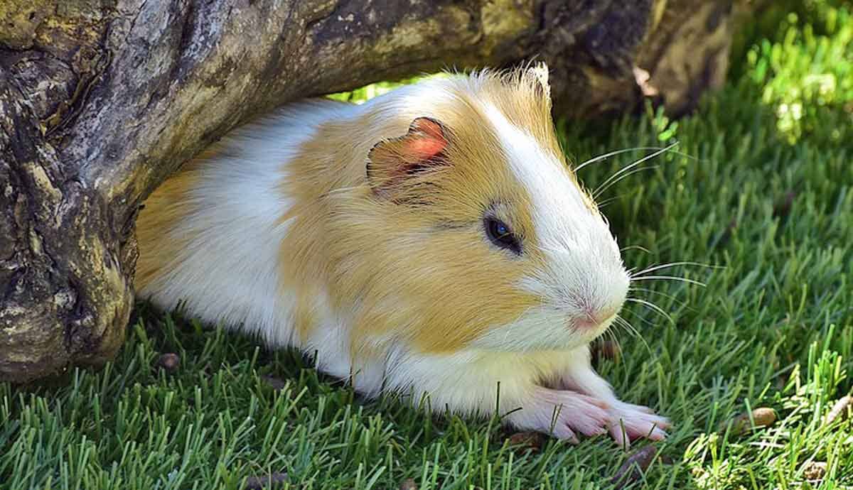 Best Toys for Guinea Pigs: Keeping Them Active and Happy