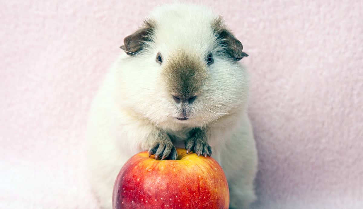 Can Guinea Pigs Eat Apples?