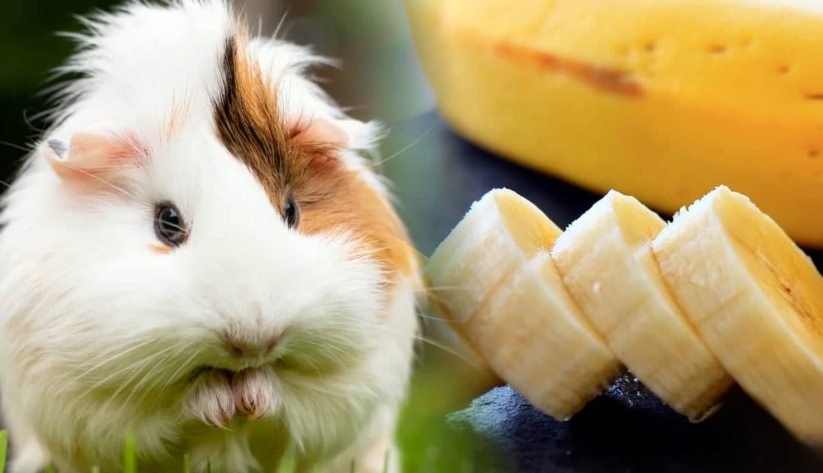 Can Guinea Pigs Eat Bananas?