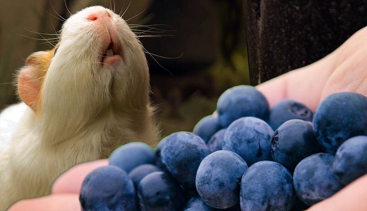 Can Guinea Pigs Eat Blueberries?