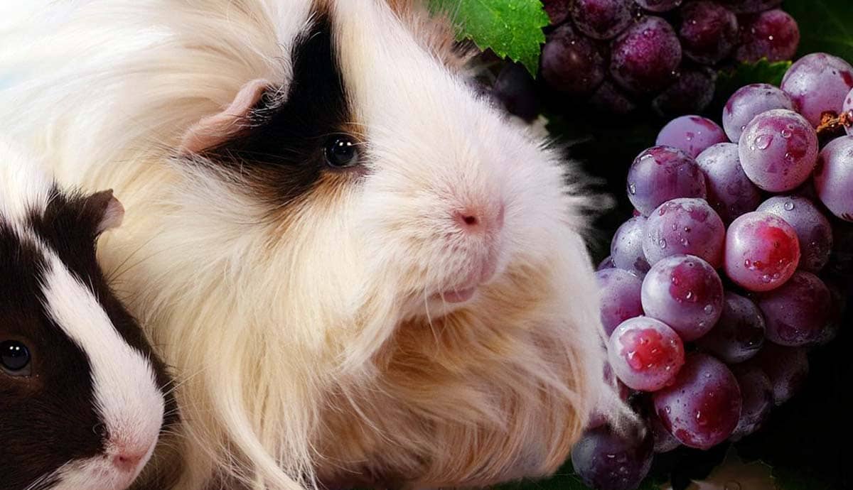 Can Guinea Pigs Eat Grapes?