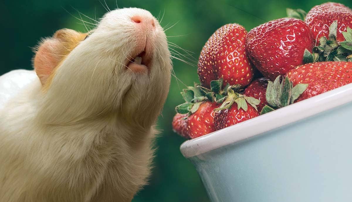 Can Guinea Pigs Eat Strawberries?