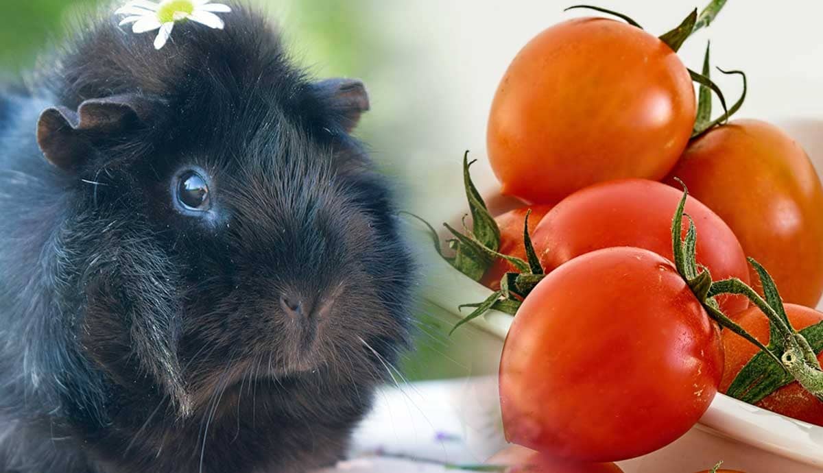 Can Guinea Pigs Eat Tomatoes?