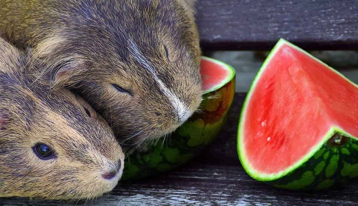 Can Guinea Pigs Eat Watermelon?