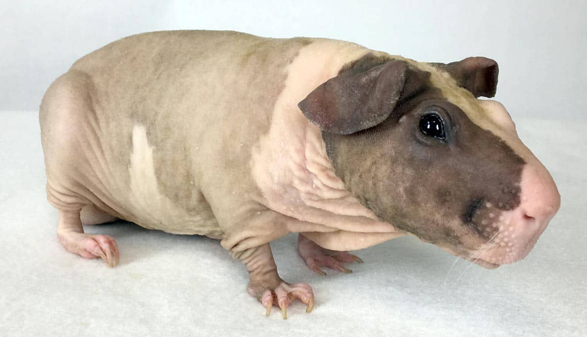 Caring for Hairless Guinea Pigs