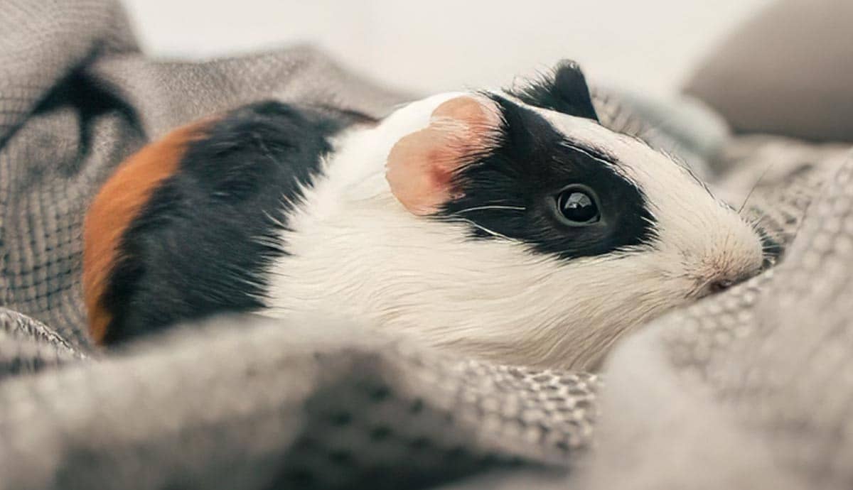 Caring for Newborn Guinea Pigs