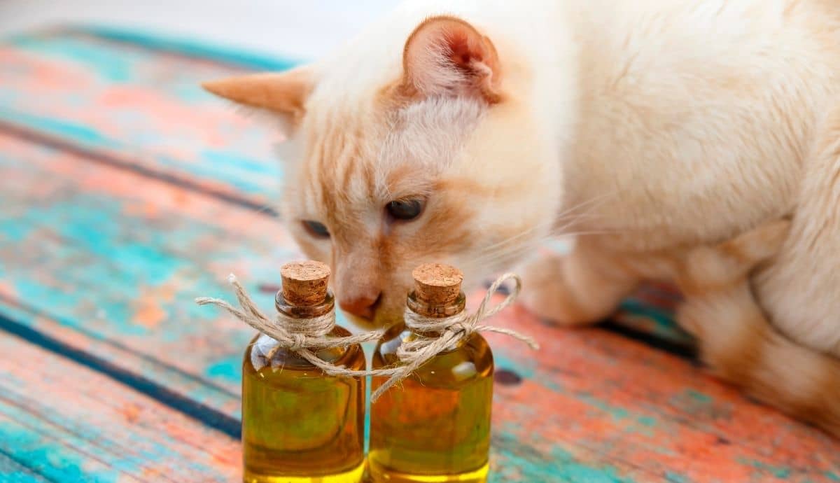 Can Cats Have Fatty Oils? What’s Safe