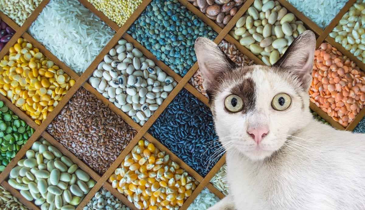 Can Cats Eat Nuts and Grains? Learn What to Avoid