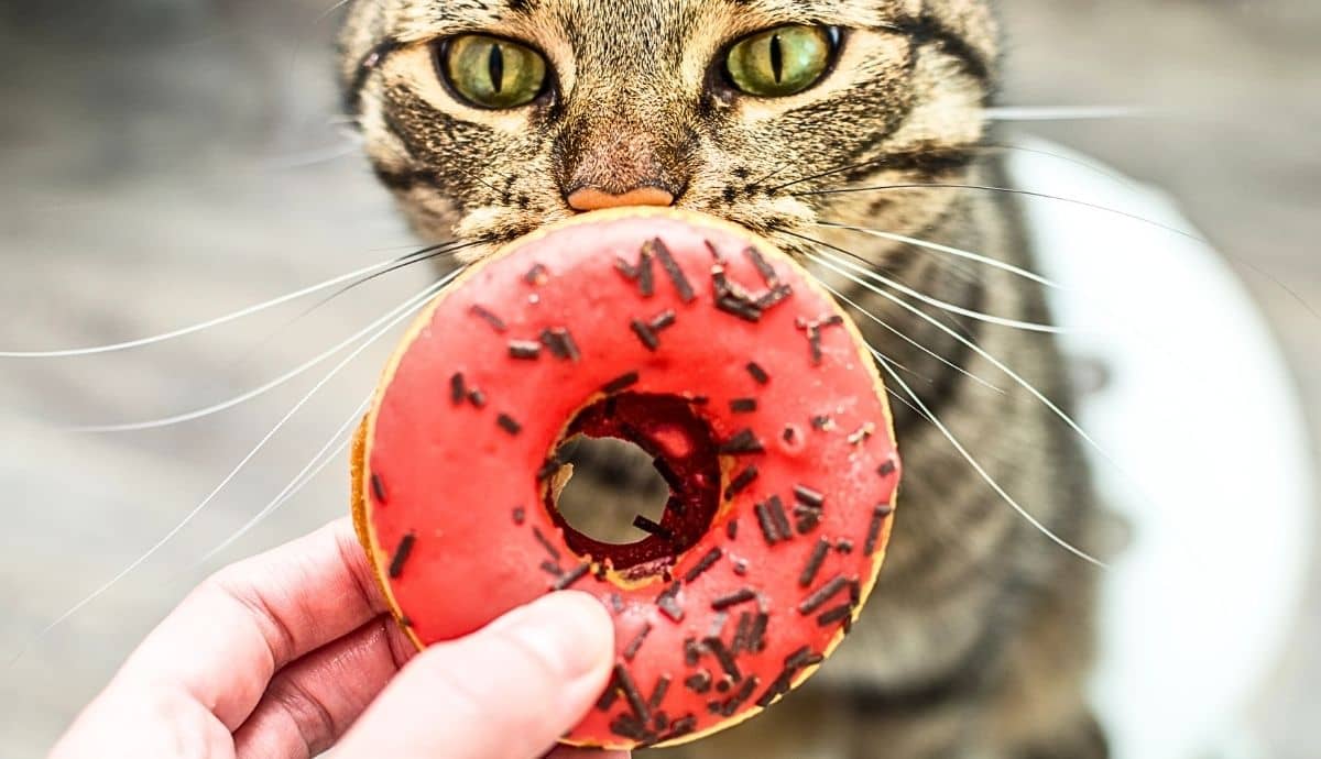 Can Cats Eat Human Snacks? What’s Safe and What to Avoid